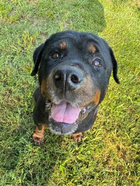 Enlarge Reagan, a ADOPTABLE Rottweiler in Polk, OH image 1/6