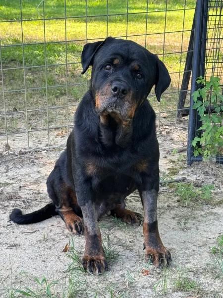 Enlarge Reagan, a ADOPTABLE Rottweiler in Polk, OH image 3/6
