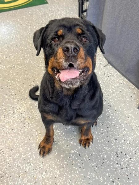 Enlarge Reagan, a ADOPTABLE Rottweiler in Polk, OH image 5/6