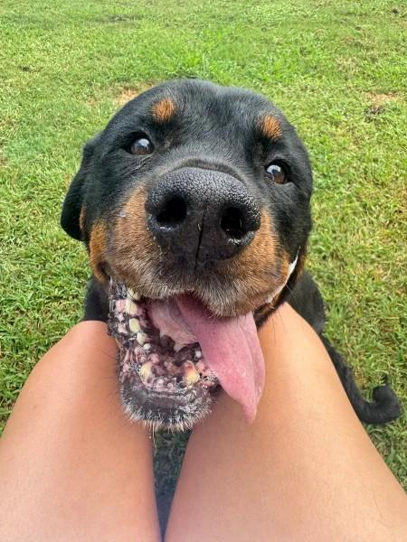 Enlarge Reagan, a ADOPTABLE Rottweiler in Polk, OH image 4/6