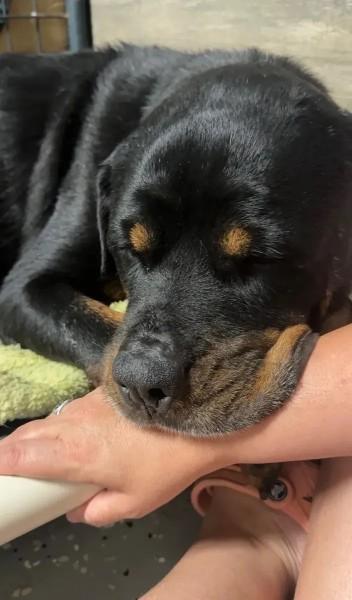 Enlarge Reagan, a ADOPTABLE Rottweiler in Polk, OH image 2/6