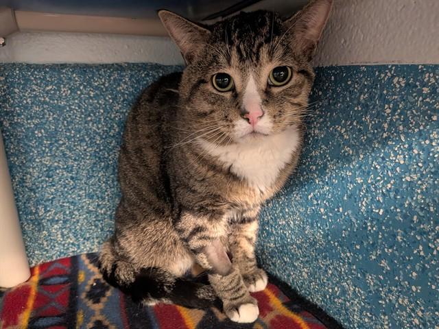 TEDDY, Adoptable, Young Male Domestic Short Hair.