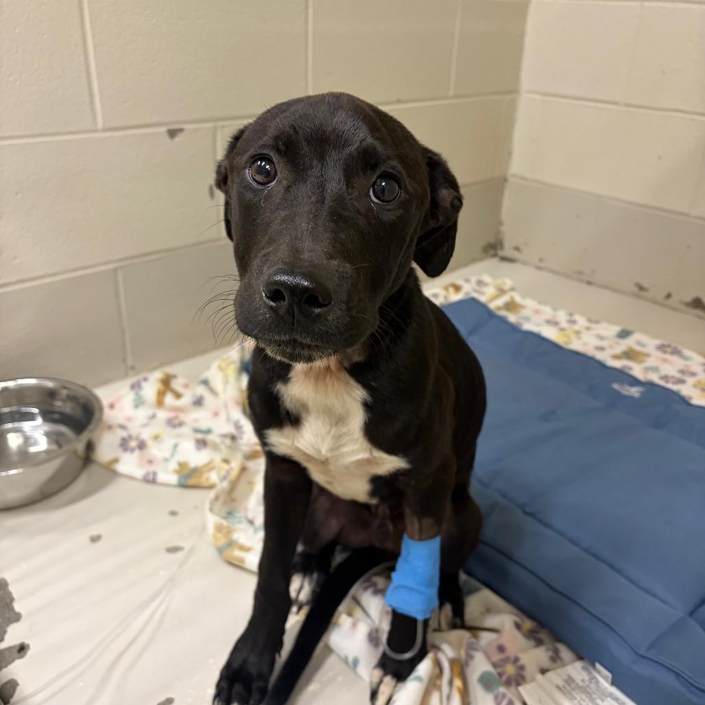 Randolph, Adoptable, Young Male Mixed Breed.