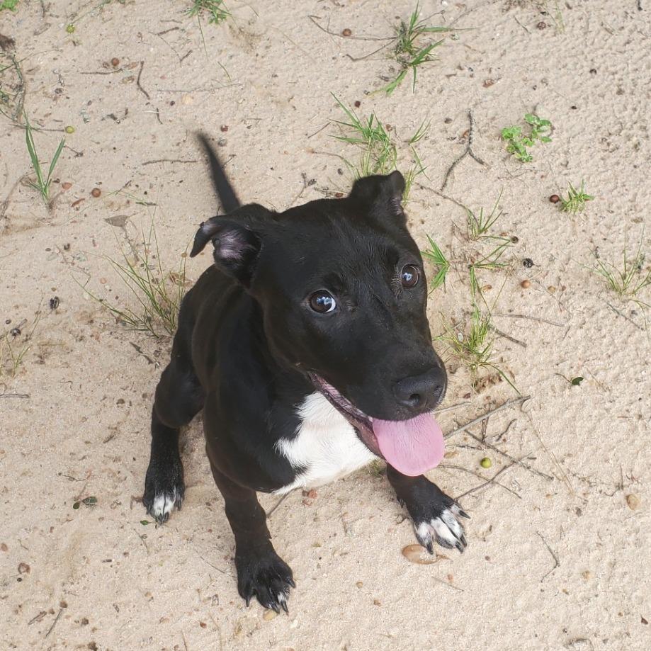 Enlarge Randolph, a Adoptable Mixed Breed in Milton, FL image 2/3
