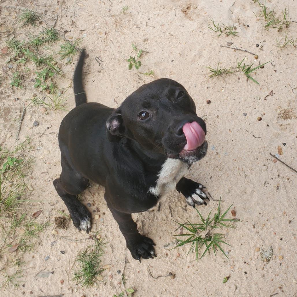 Enlarge Randolph, a Adoptable Mixed Breed in Milton, FL image 3/3