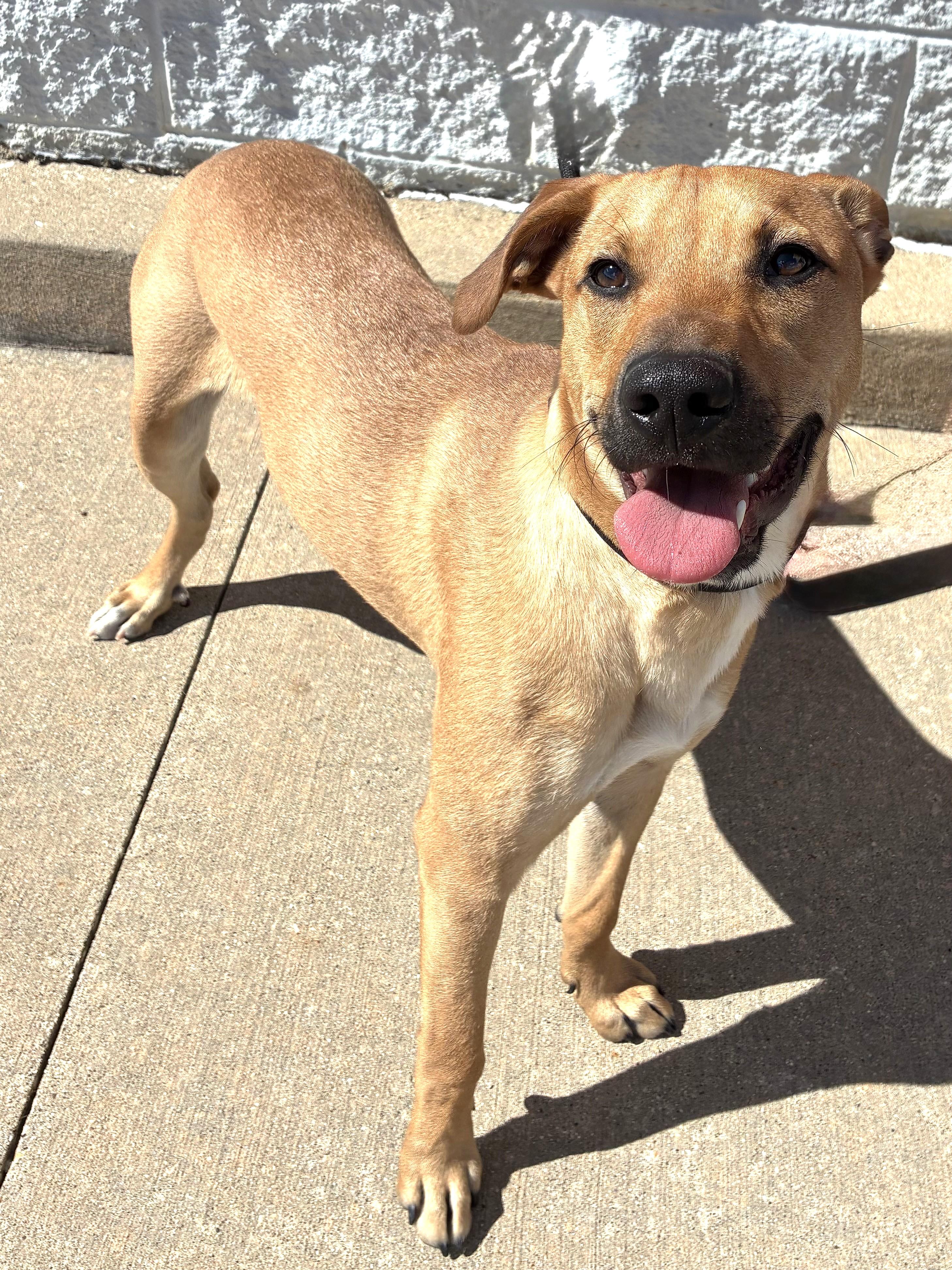 Enlarge Bush, a Adoptable mixed breed in West Chicago, IL image 1/3