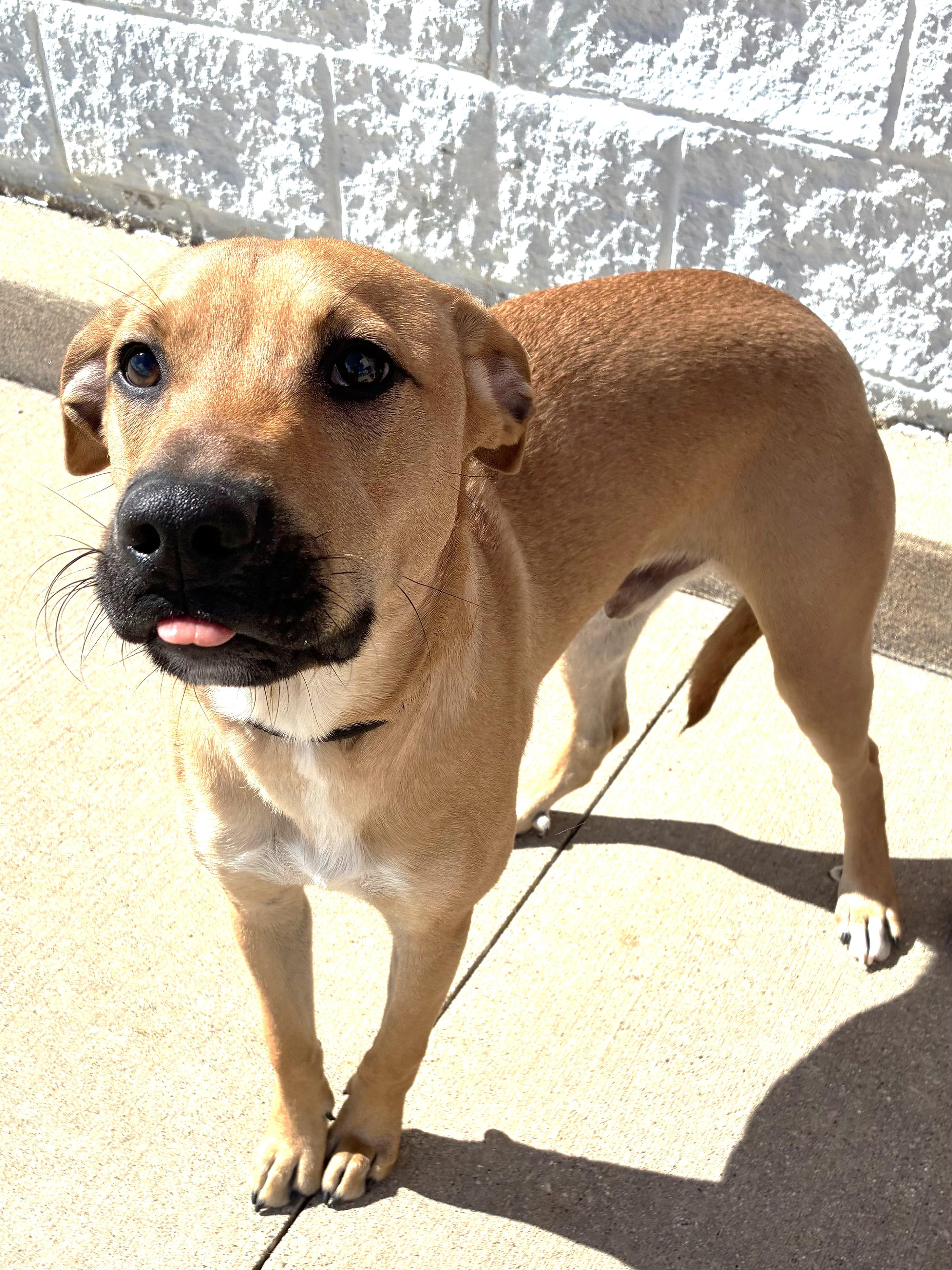 Enlarge Bush, a Adoptable mixed breed in West Chicago, IL image 2/3