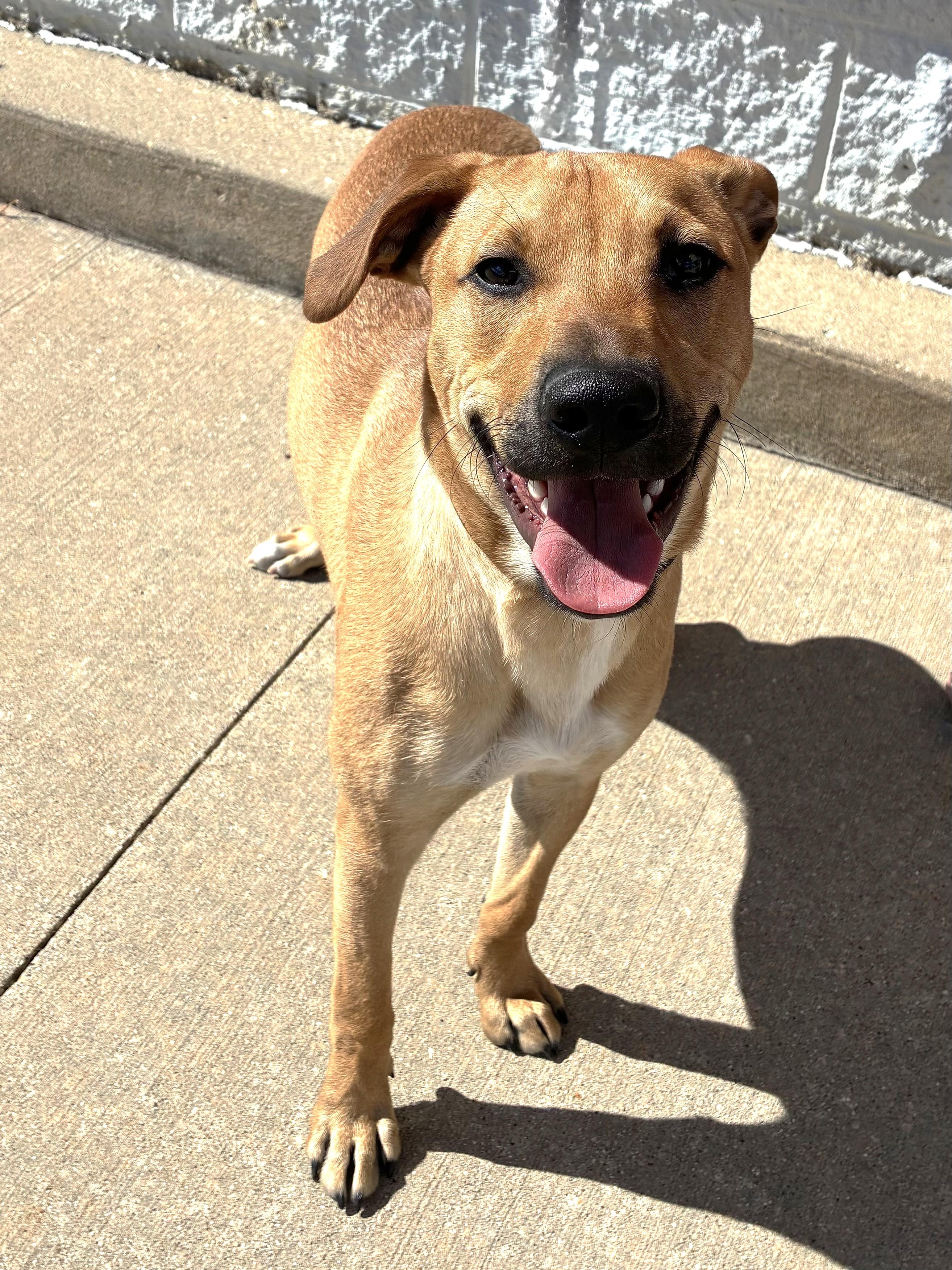 Enlarge Bush, a Adoptable mixed breed in West Chicago, IL image 3/3