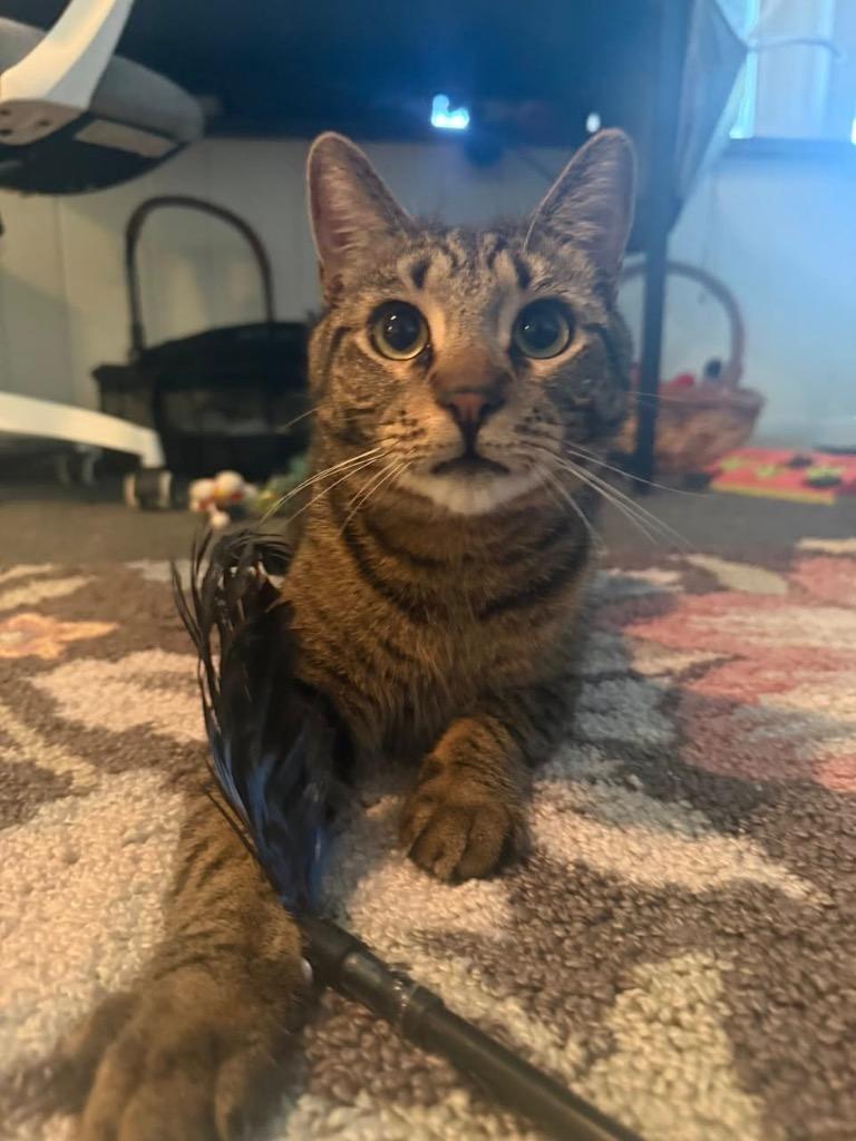 White Dove aka Mr White, Adoptable, Young Male Domestic Short Hair.