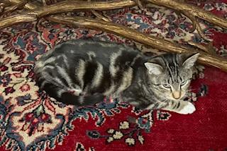 Boots – Playful Tabby with Four White Paws, ADOPTABLE, Young Male Domestic Short Hair.