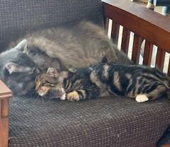 Boots – Playful Tabby with Four White Paws, a ADOPTABLE Domestic Short Hair in Prescott, AZ image 4/4