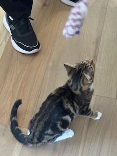 Boots – Playful Tabby with Four White Paws, a ADOPTABLE Domestic Short Hair in Prescott, AZ image 3/4