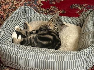 Boots – Playful Tabby with Four White Paws, a ADOPTABLE Domestic Short Hair in Prescott, AZ image 2/4