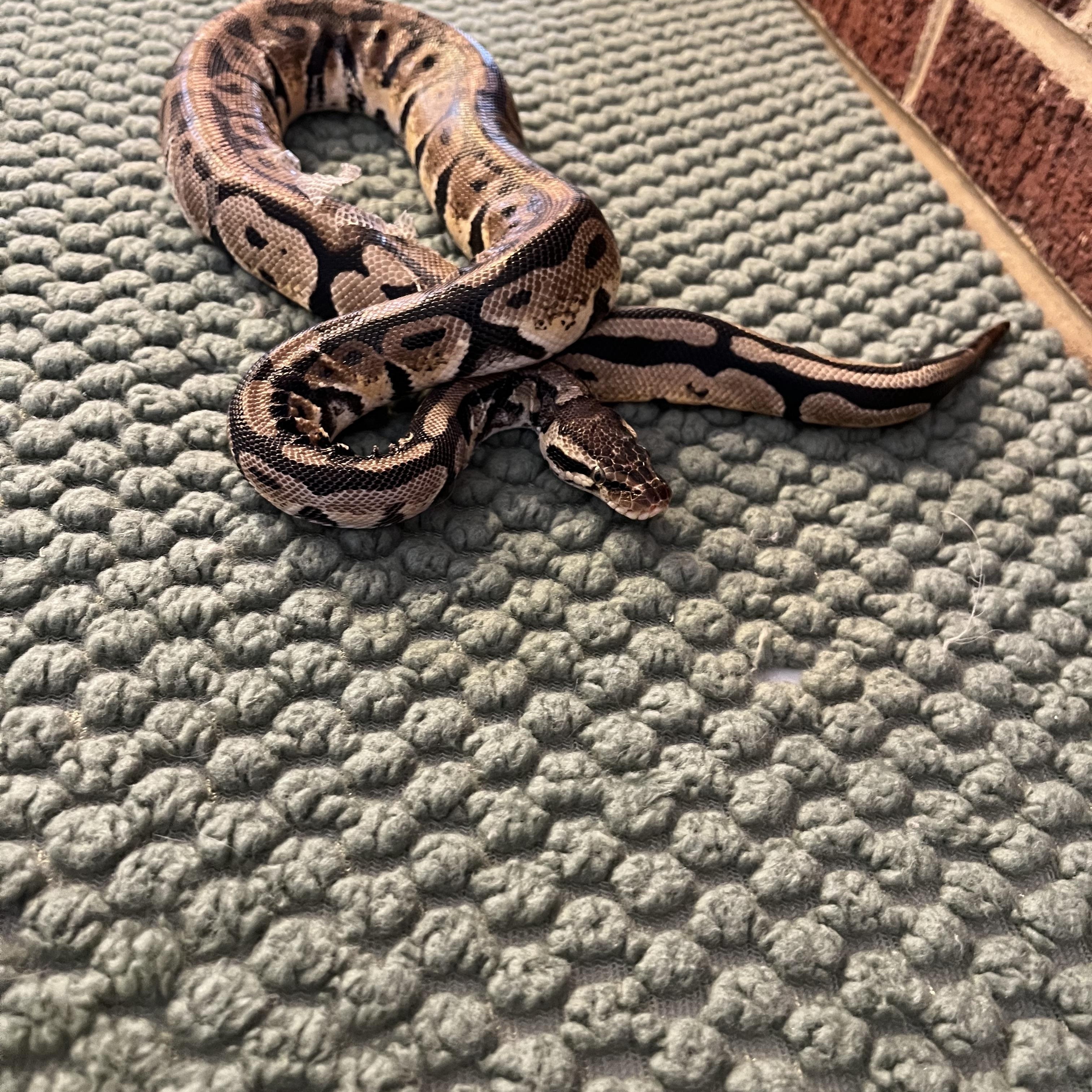 kai