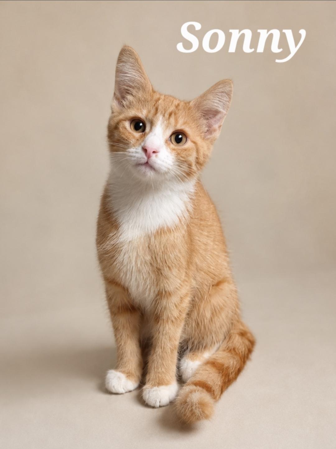 Enlarge Sonny, a Adopted Tabby in Cranberry Township, PA image 1/1