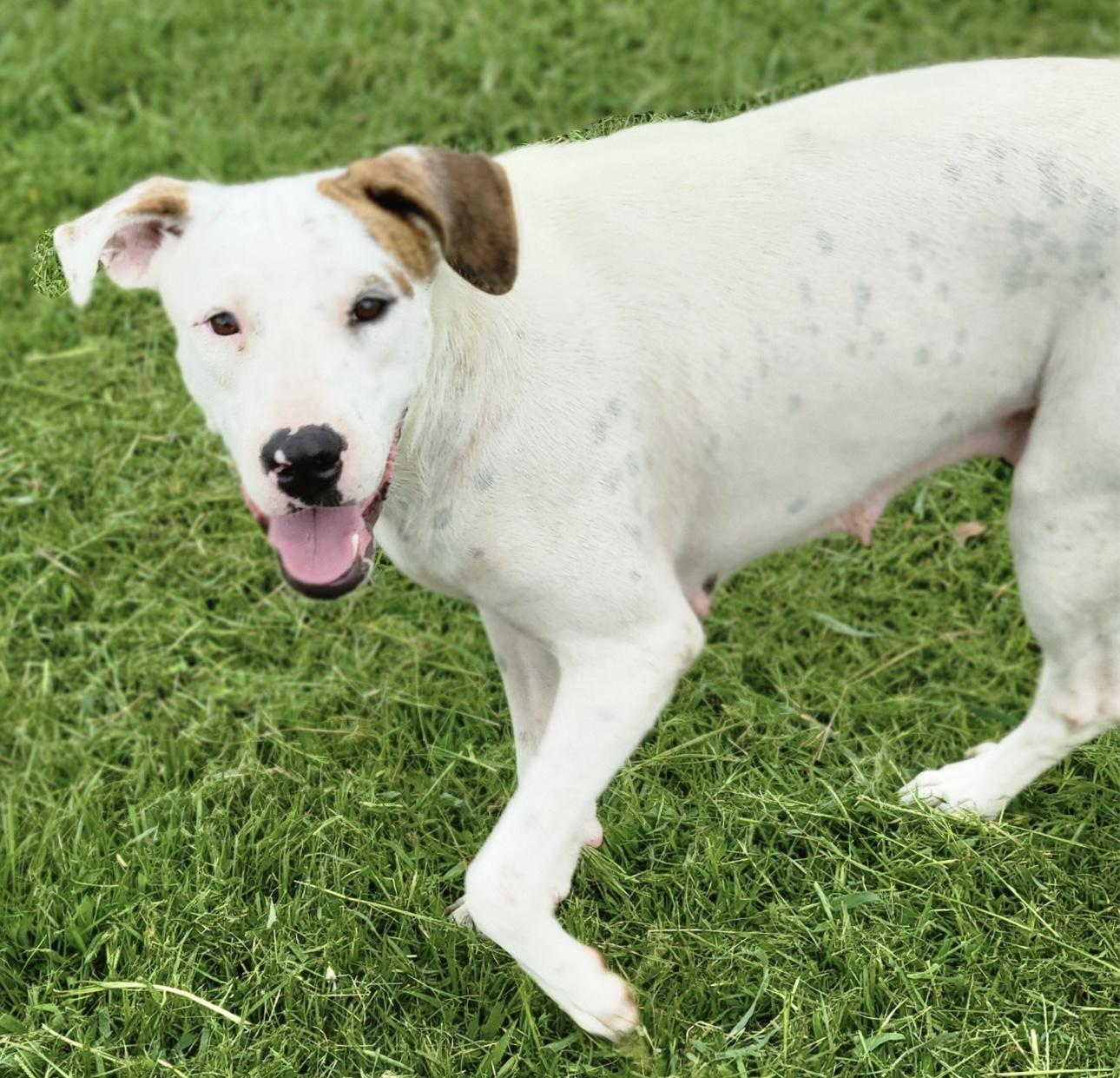 Ellie Mae, Adoptable, Adult Female Mountain Cur & Labrador Retriever.