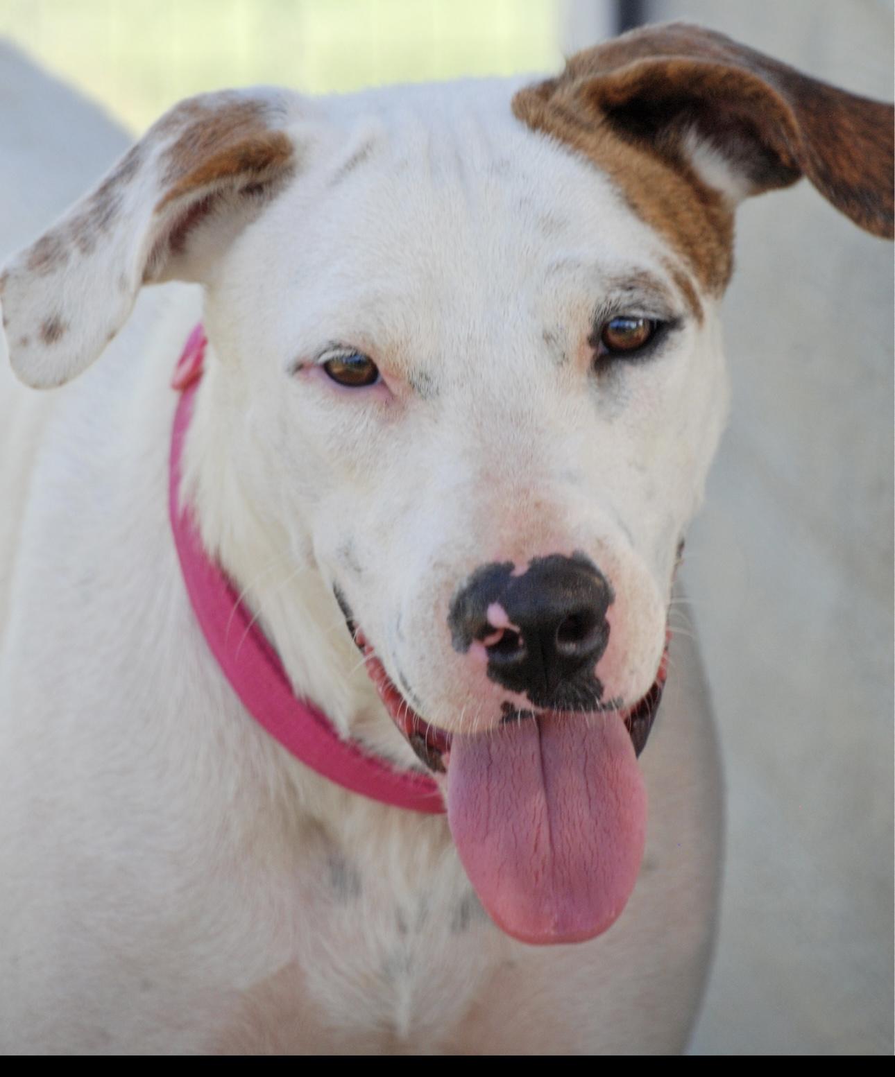 Ellie Mae, a Adoptable mixed breed in Madisonville, TX image 2/3