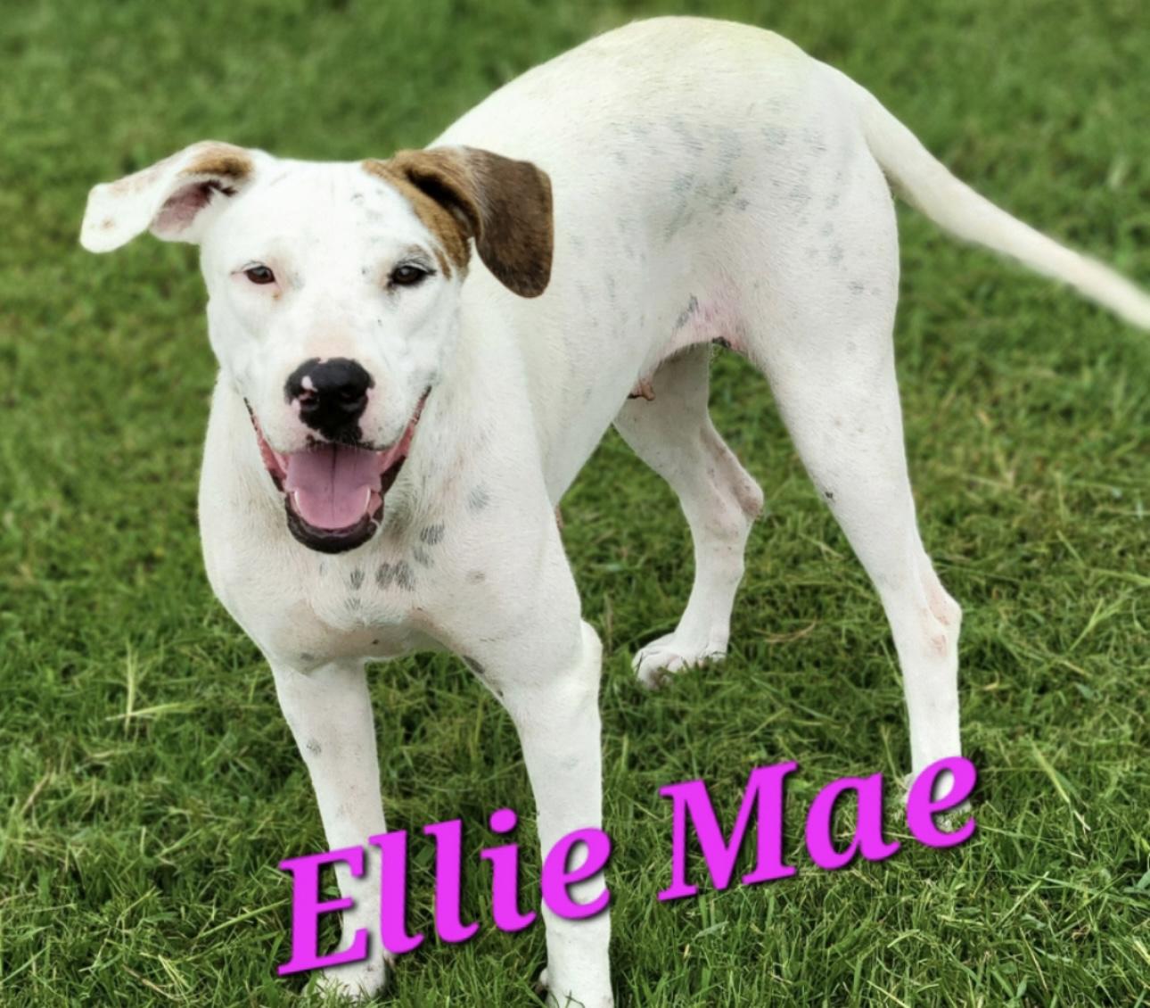 Ellie Mae