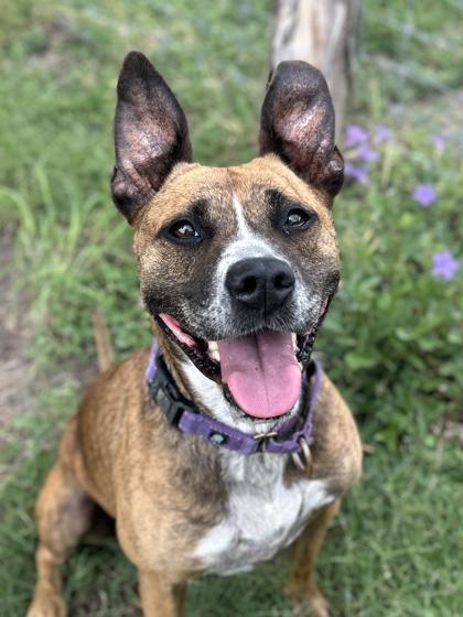 Farrah, Adoptable, Senior Female American Staffordshire Terrier & Mixed Breed.