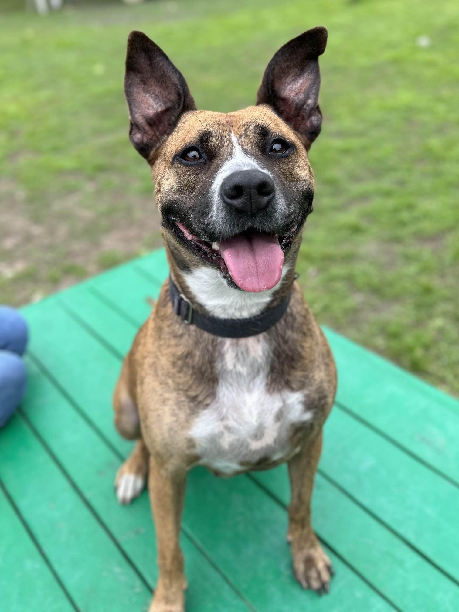 Farrah, Adoptable, Adult Female American Staffordshire Terrier & Mixed Breed.