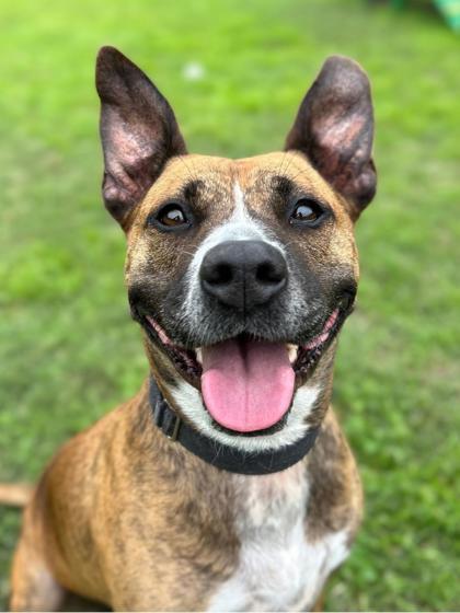 Enlarge Farrah, a Adoptable mixed breed in San Antonio, TX image 3/3