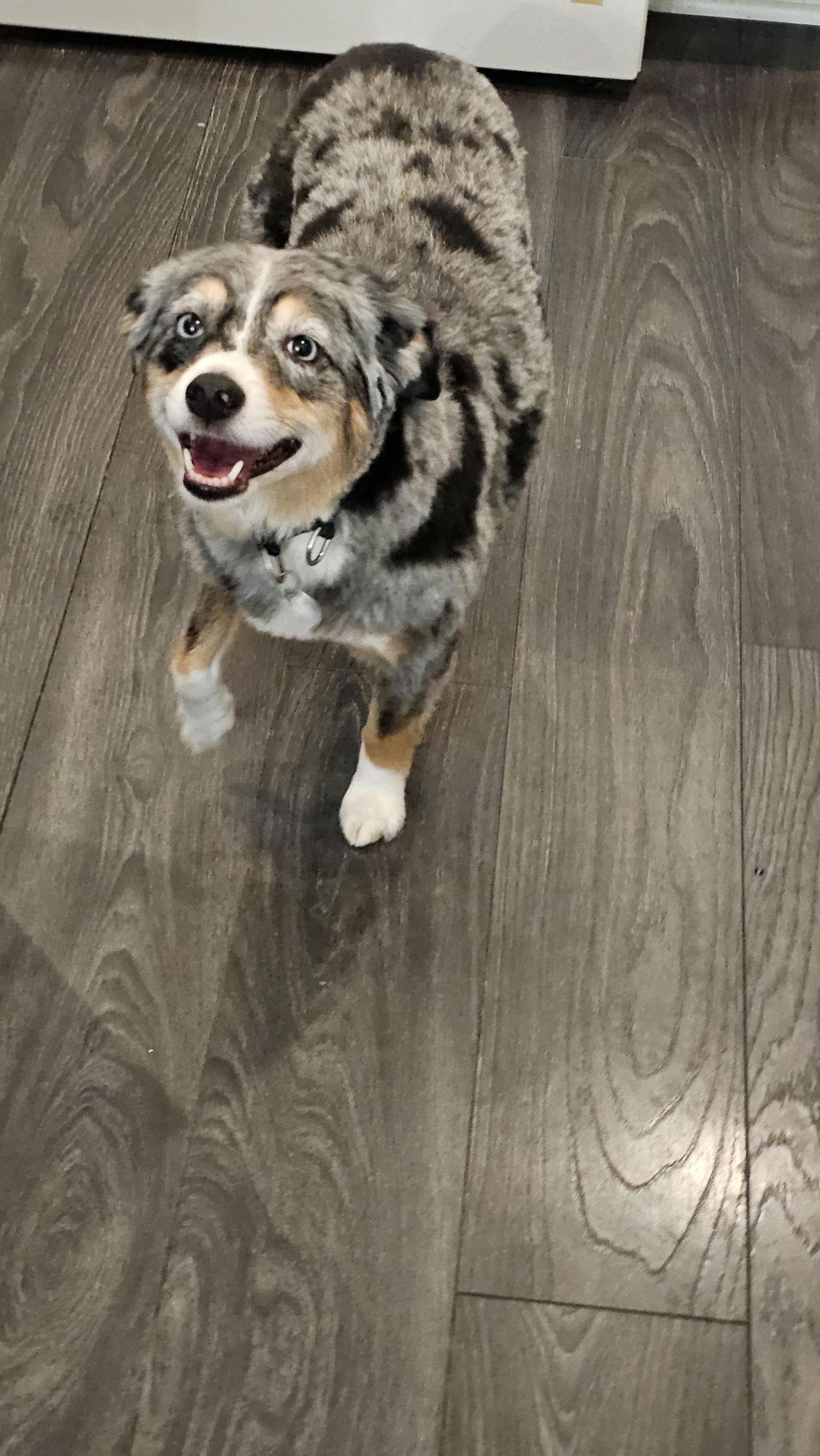 Enlarge Kimber D6157, a Adoptable Australian Shepherd in minneapolis, MN image 1/3