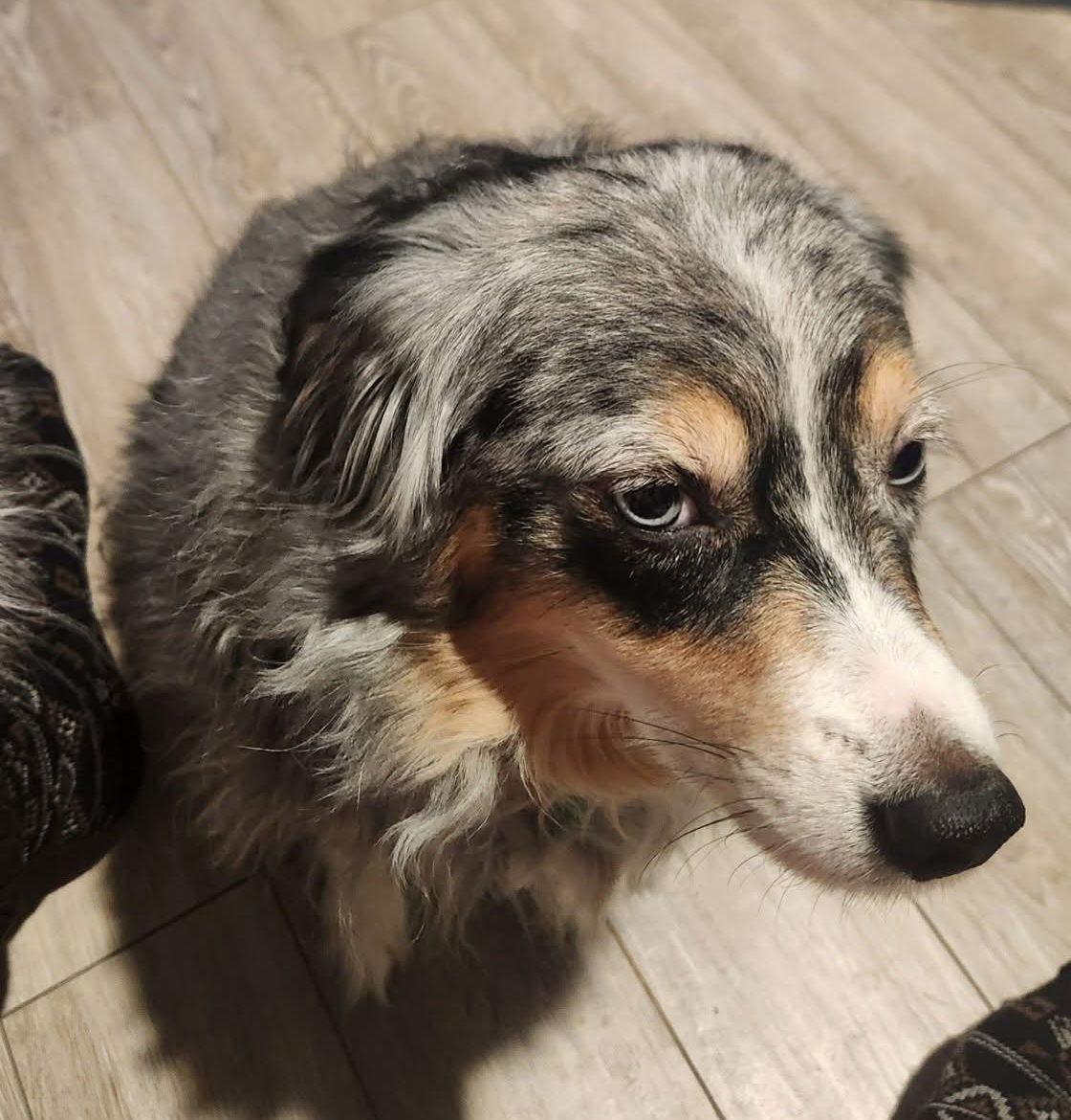 Enlarge Kimber D6157, a Adoptable Australian Shepherd in minneapolis, MN image 2/3