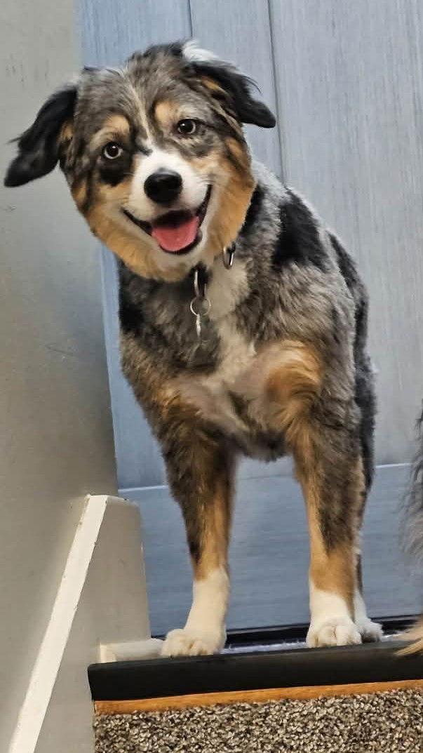 Enlarge Kimber D6157, a Adoptable Australian Shepherd in minneapolis, MN image 3/3