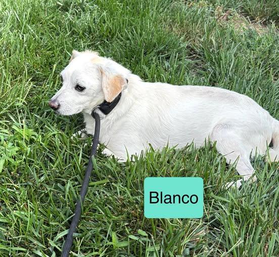 Enlarge Blanco, a Adoptable mixed breed in Blue Springs, MO image 1/1