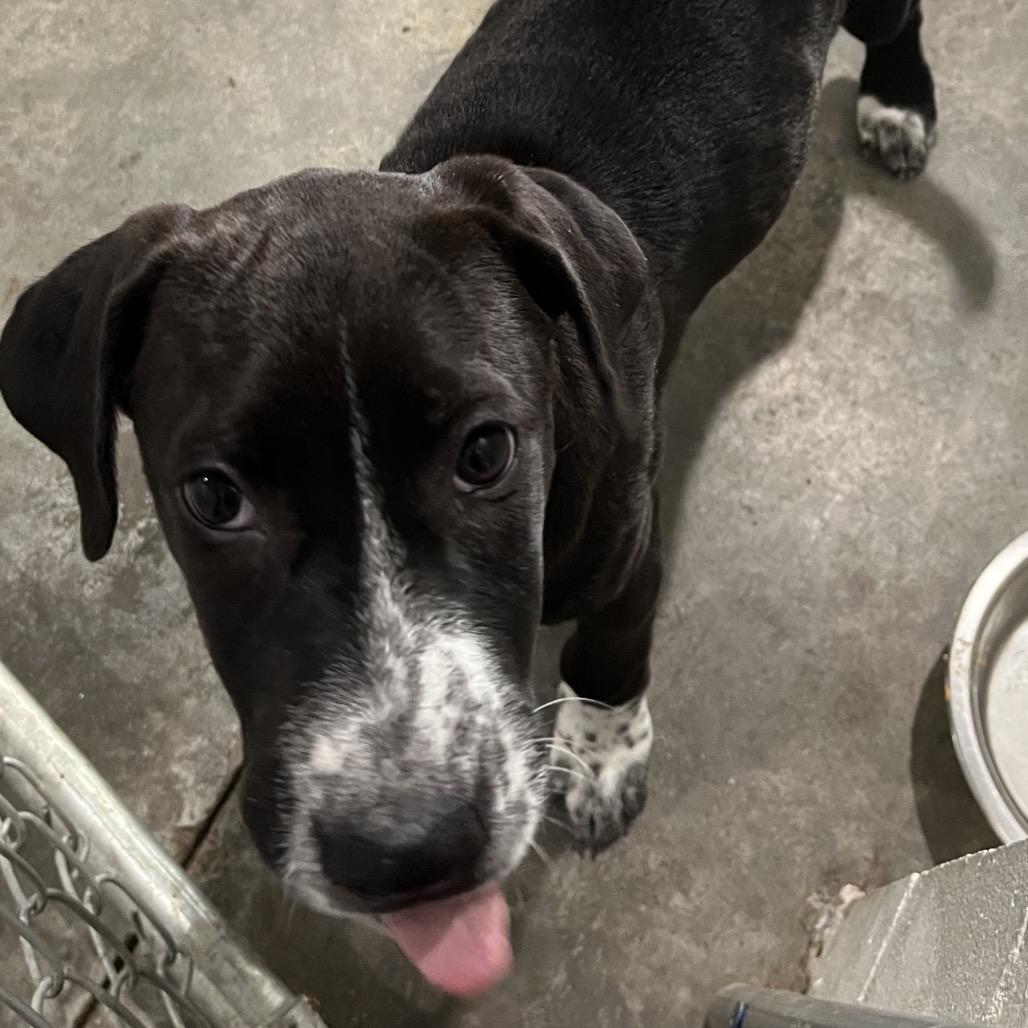 Betty, Adoptable, Puppy Female Pointer & Labrador Retriever.