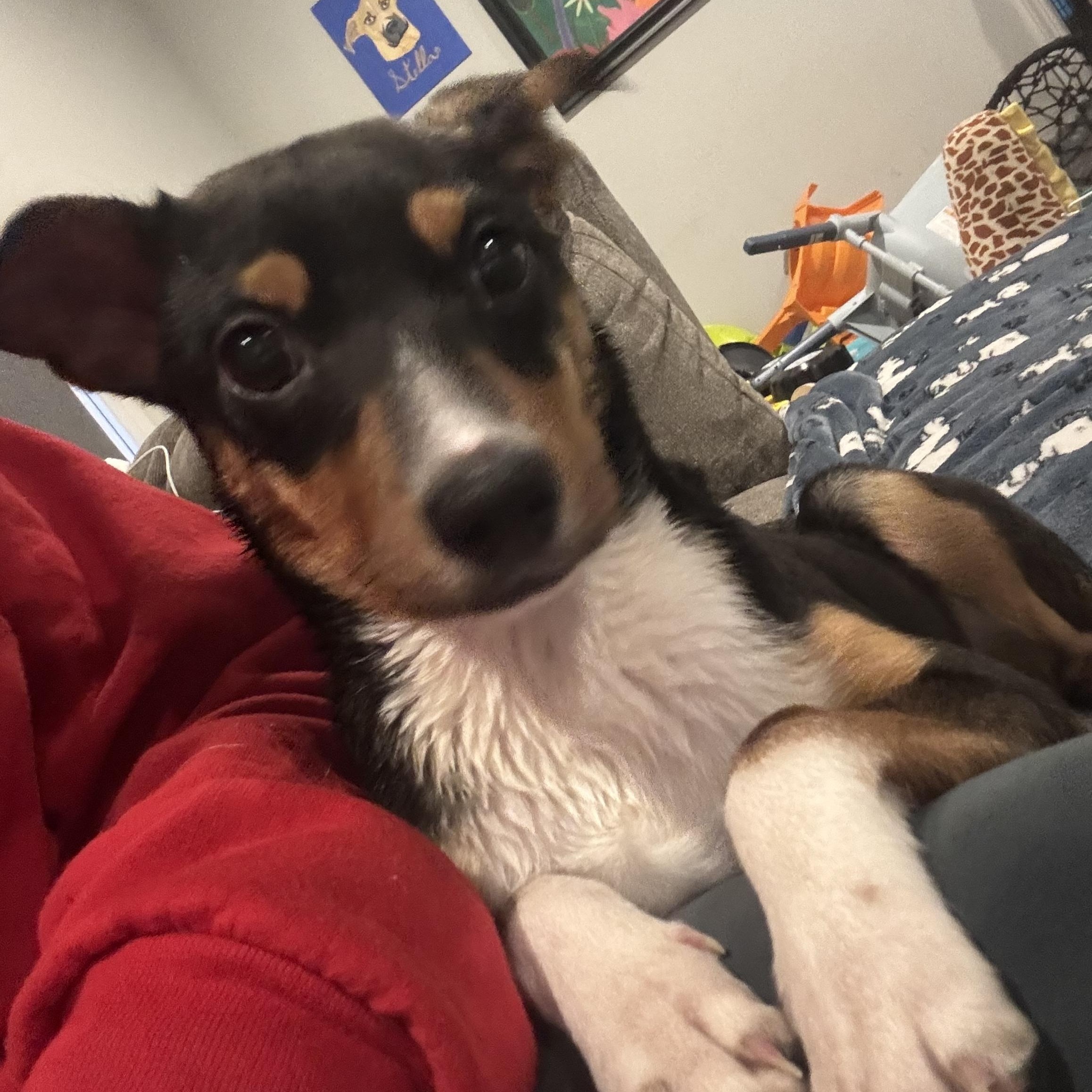 Penny, Adoptable, Puppy Female Rat Terrier & Miniature Pinscher.