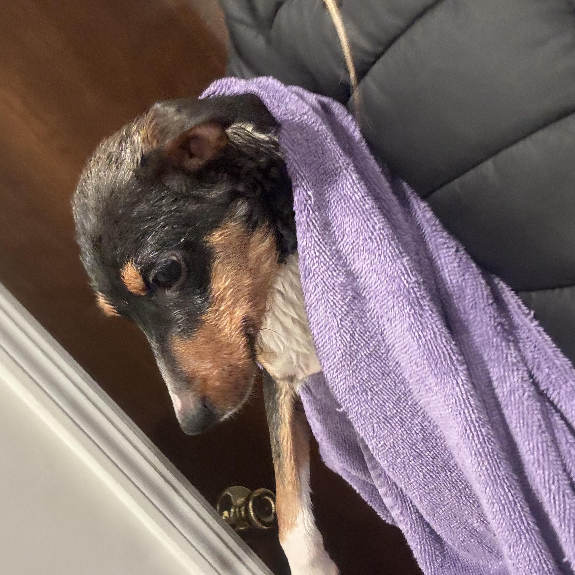 Enlarge Penny, a Adoptable mixed breed in Newfoundland, NJ image 2/3