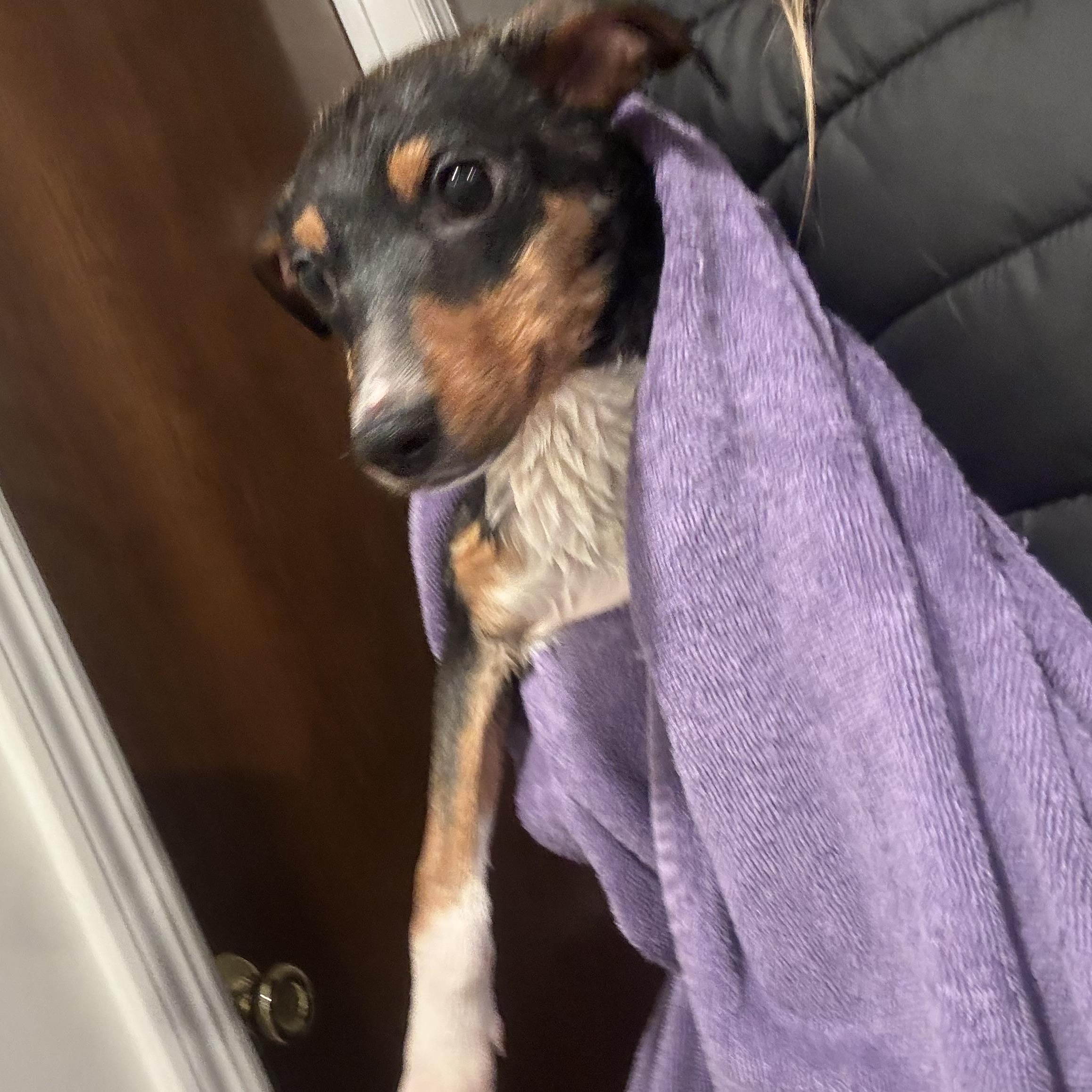 Enlarge Penny, a Adoptable mixed breed in Newfoundland, NJ image 3/3