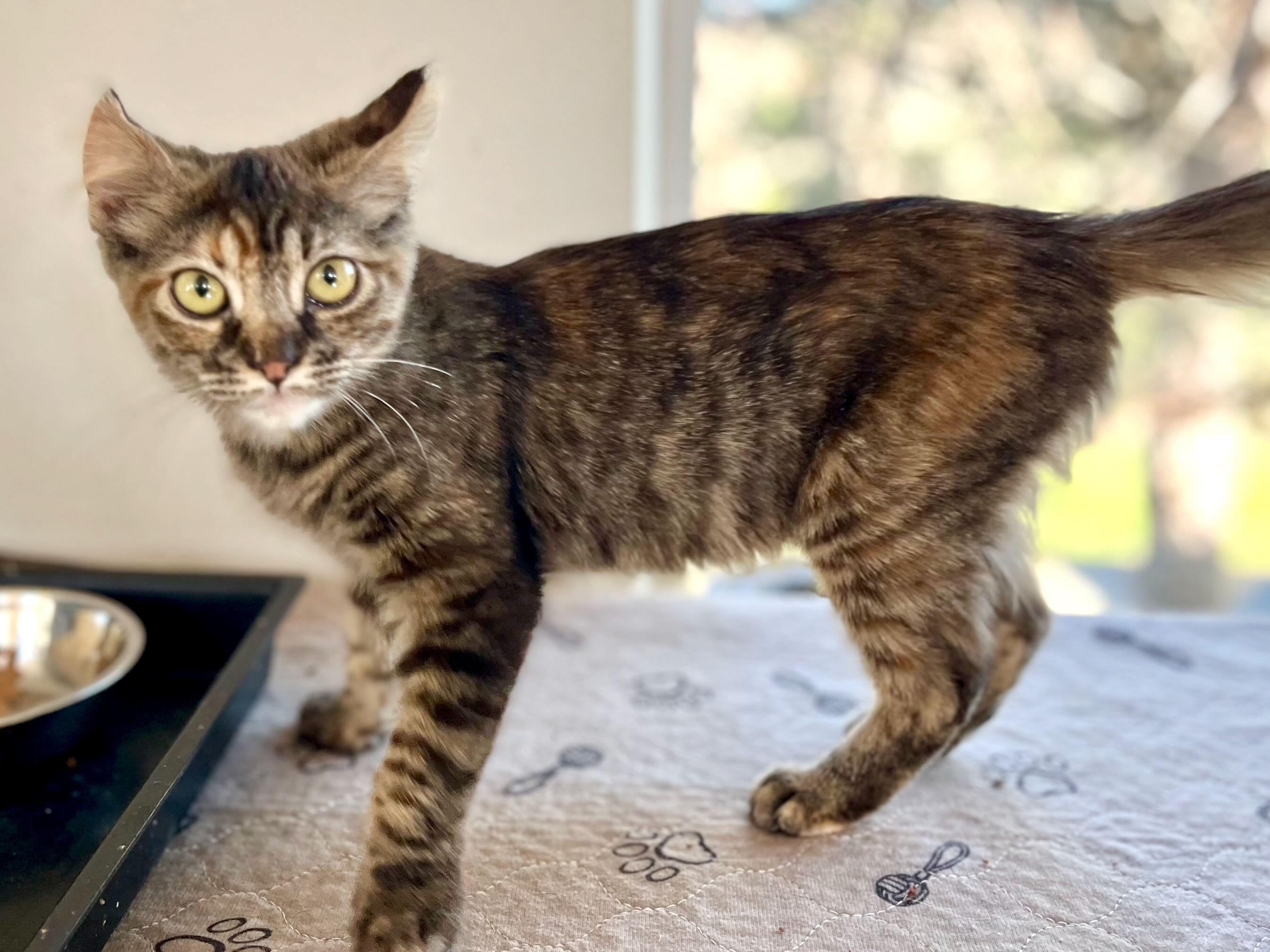 Enlarge Sophie, an adopted mixed breed in Hood River, OR image 6/6