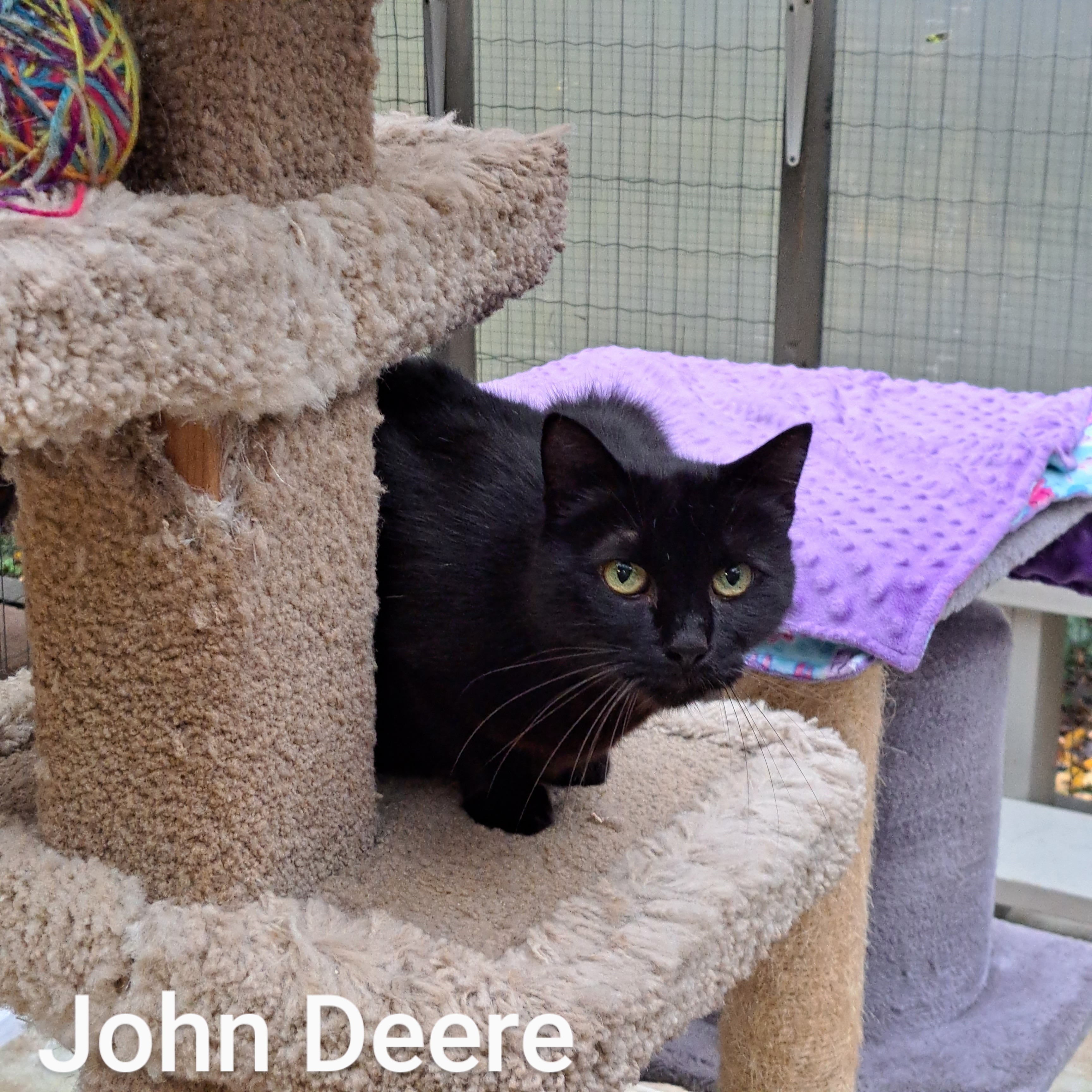 John Deere, an adopted Domestic Short Hair in Maple Ridge, BC_image-1