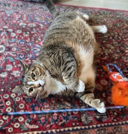 Bell, Adoptable, Adult Female Domestic Short Hair & Domestic Short Hair.
