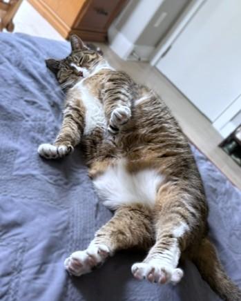 Bell, Adoptable, Adult Female Domestic Short Hair & Domestic Short Hair.