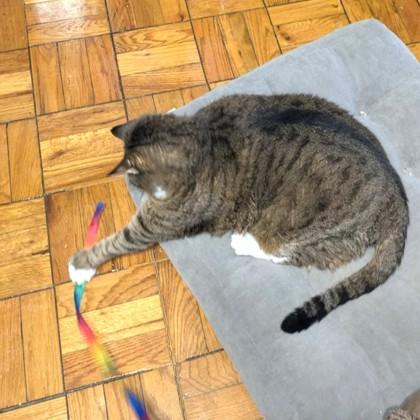 Enlarge Bell, a Adoptable mixed breed in Washington, DC image 3/3