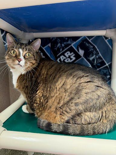 Bell, a Adoptable mixed breed in Washington, DC image 3/3