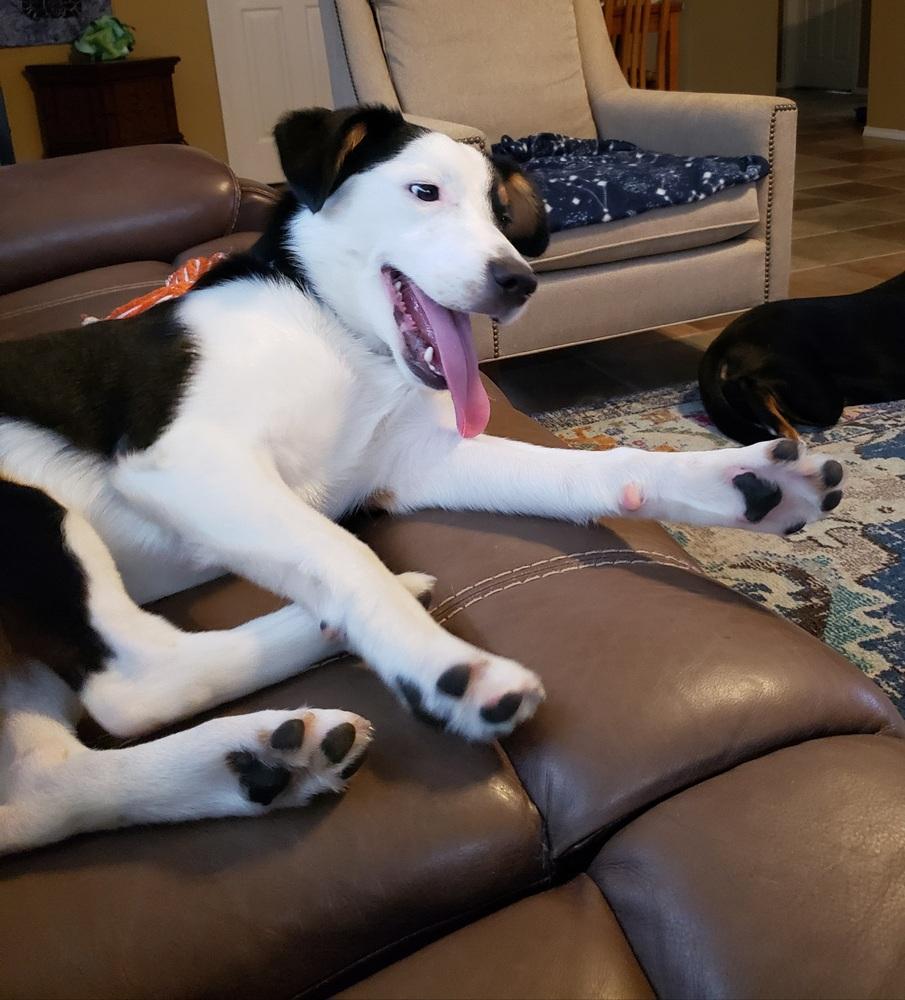 Sydney #1090, Adoptable, Young Female Border Collie & Australian Shepherd.