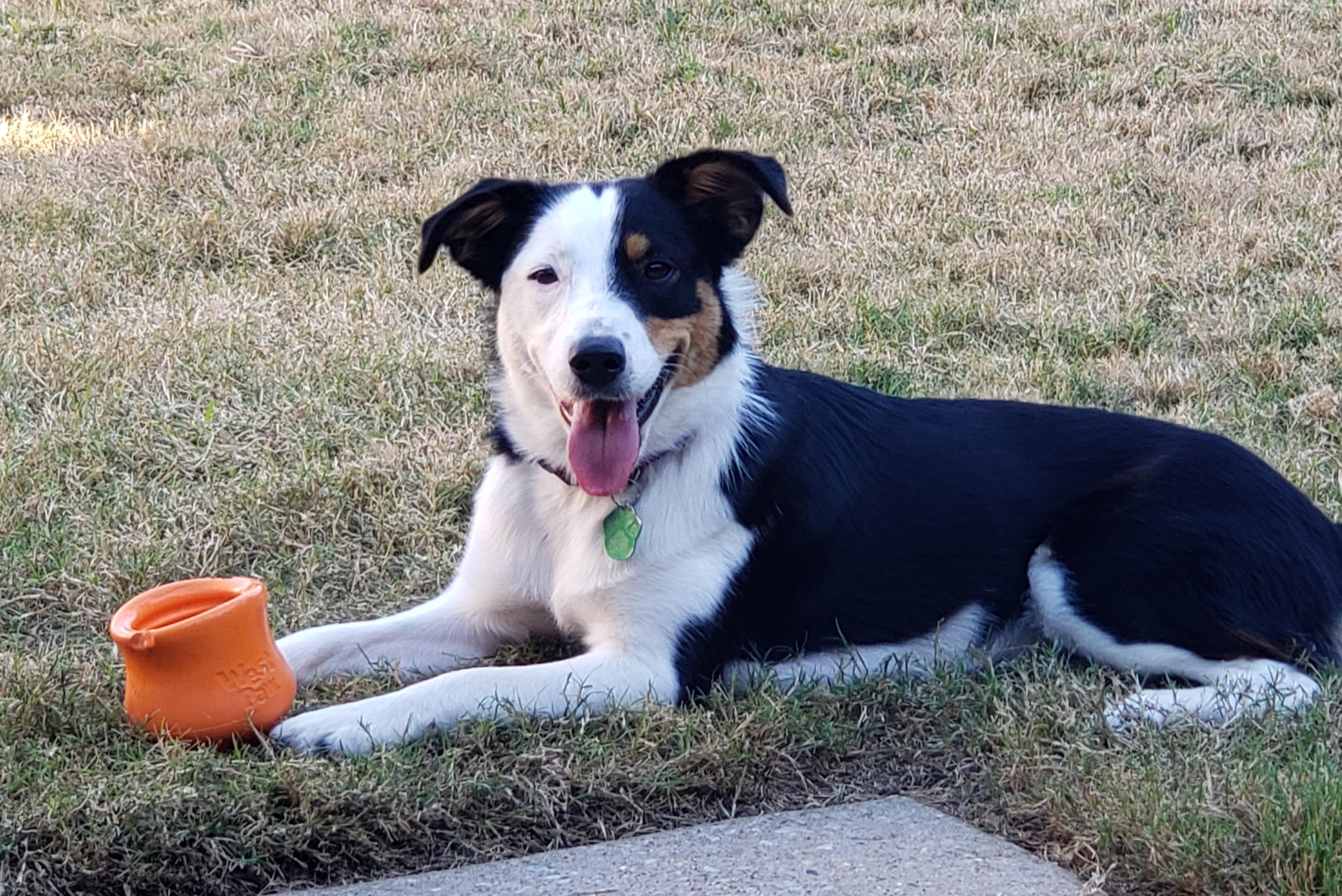 Sydney #1090, Adoptable, Young Female Australian Shepherd & Border Collie.