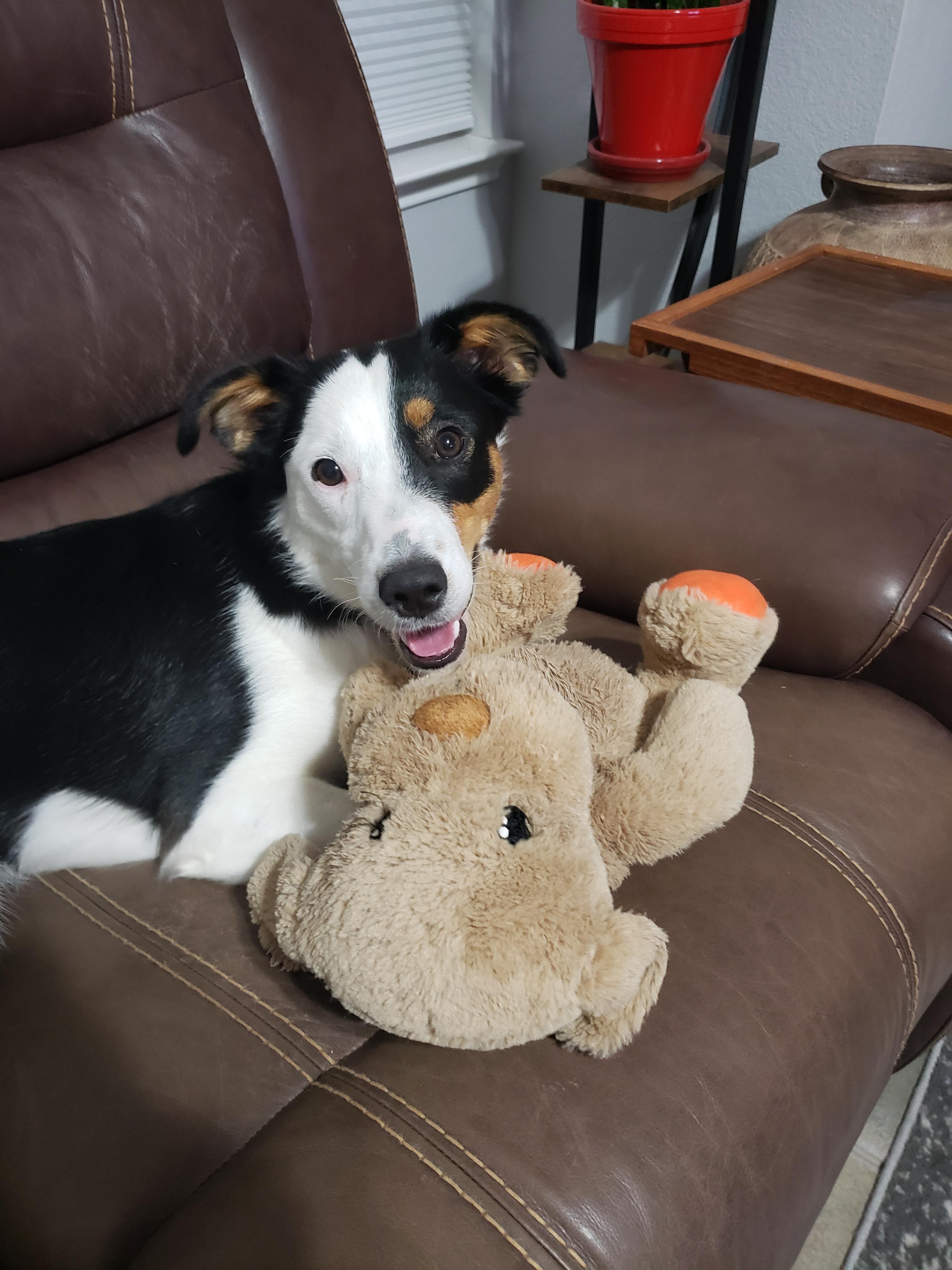 Enlarge Sydney #1090, a Adoptable mixed breed in Allen, TX image 2/6