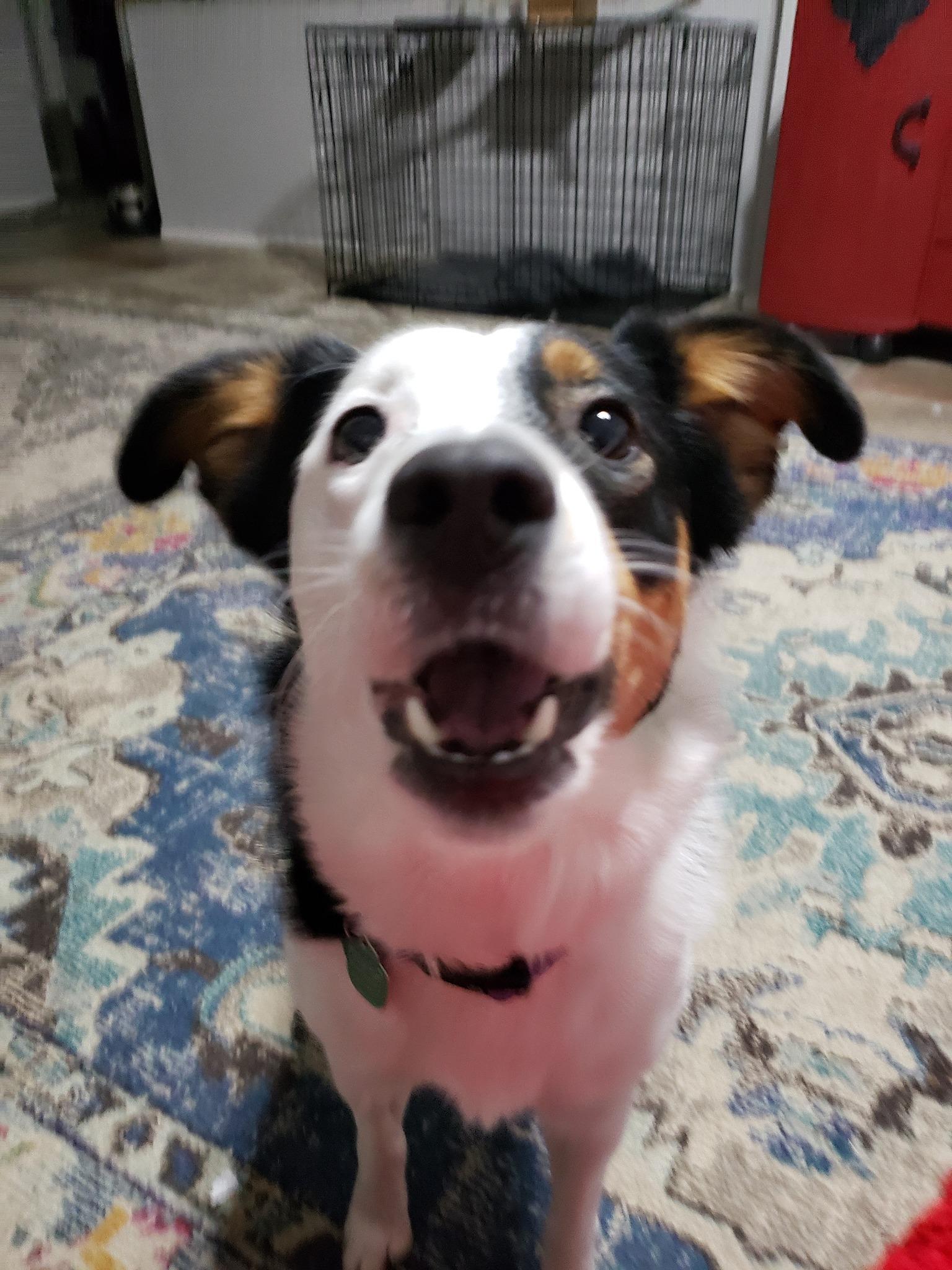Enlarge Sydney #1090, a Adoptable mixed breed in Allen, TX image 5/6
