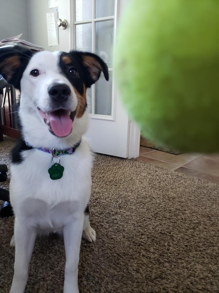 Enlarge Sydney #1090, a Adoptable mixed breed in Allen, TX image 3/5