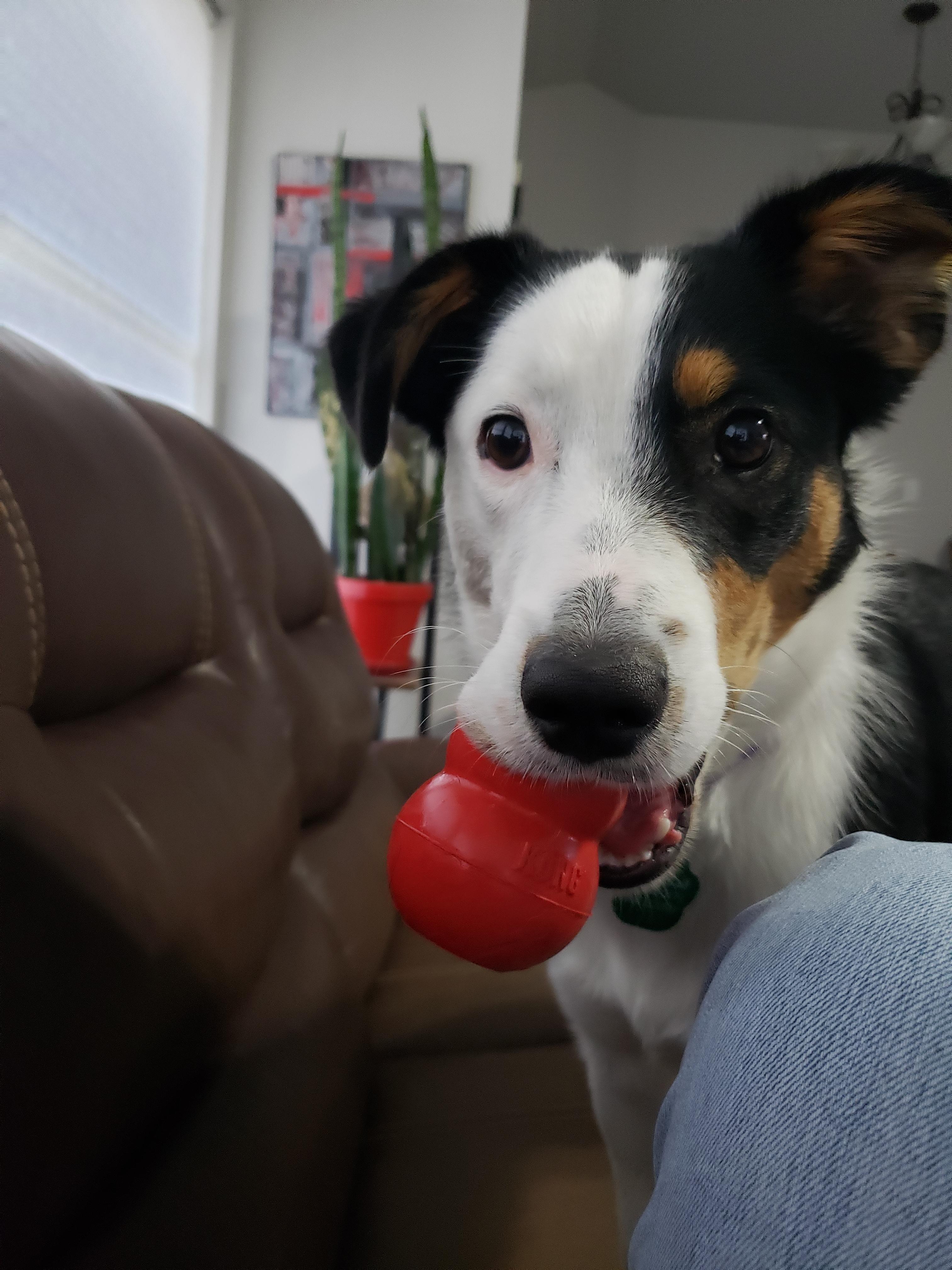 Enlarge Sydney #1090, a Adoptable mixed breed in Allen, TX image 4/6