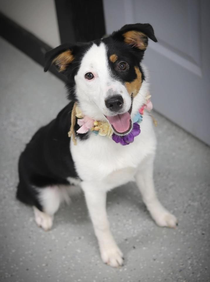 Enlarge Sydney #1090, a Adoptable mixed breed in Allen, TX image 4/5