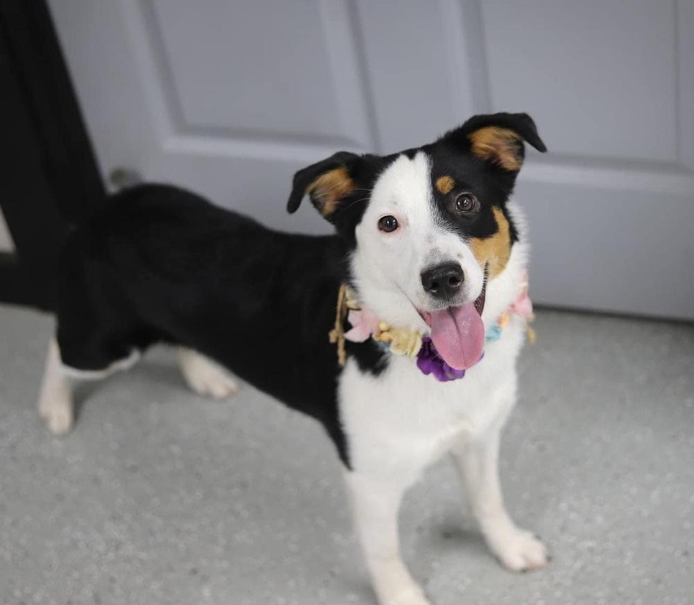 Enlarge Sydney #1090, a Adoptable mixed breed in Allen, TX image 5/5