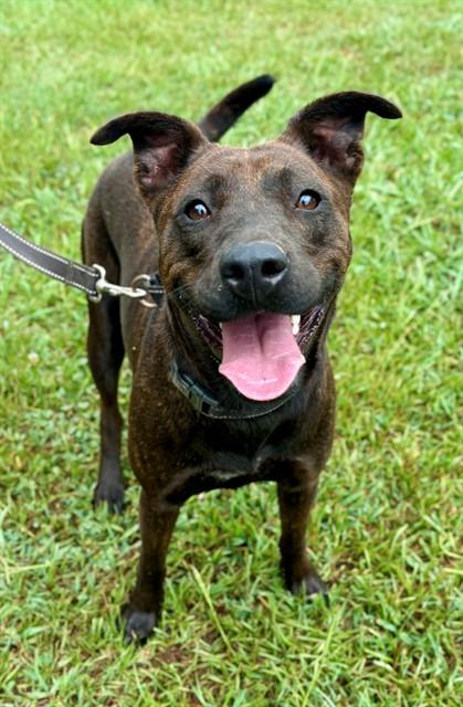 KILAUEA, Adoptable, Young Female American Staffordshire Terrier.