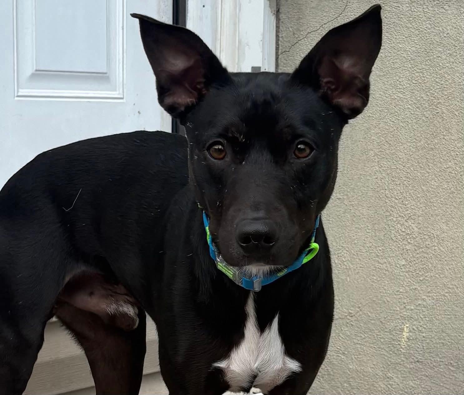 Oliver, ADOPTABLE, Young Male Feist.