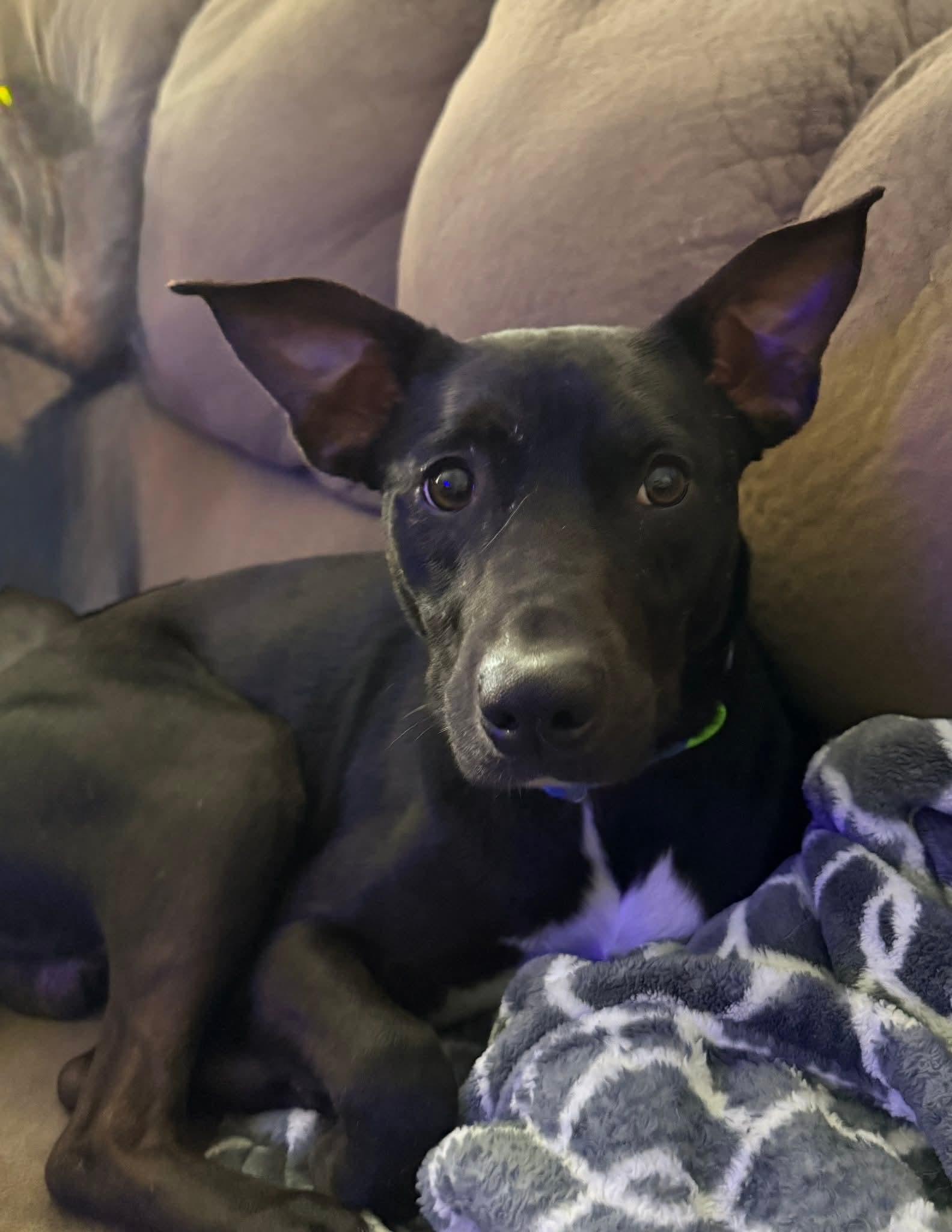 Enlarge Oliver, a ADOPTABLE Feist in Ozone Park, NY image 2/4